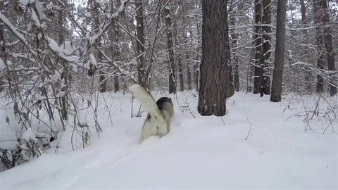 The Siberian Husky is walking in the forest. Stockbeeldmateriaal 72487339