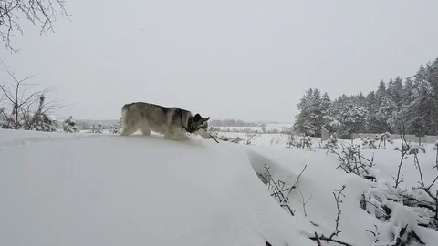 Siberian Husky in the winter. Video stock 72488261