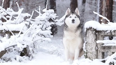 Siberian Husky in the winter. Stock Footage 83543992