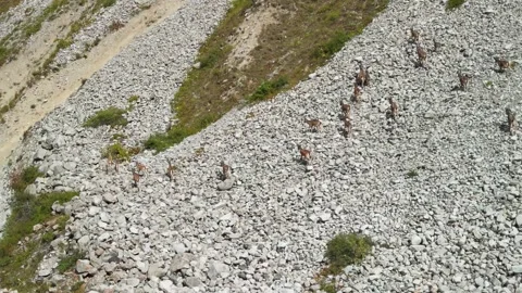 Siberian ibex Herd in Ala Archa National Park, Kyrgyzstan 스톡 동영상 316959079