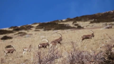 Siberian ibexes on a grassy slope Stock Footage 247528025