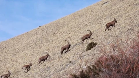 Siberian ibexes on a grassy slope Stock Footage 247528360