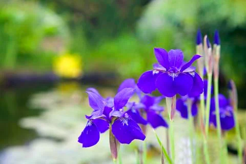 Siberian iris Stock Photos