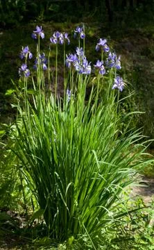 Siberian Iris Stock Photos