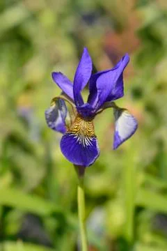 Siberian iris Stock Photos