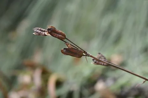 Siberian iris Stock Photos
