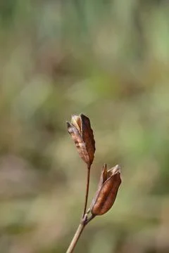 Siberian iris Stock Photos