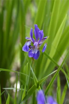 Siberian iris Stock Photos