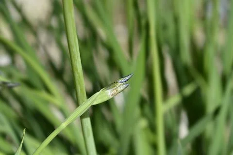 Siberian iris Stock Photos