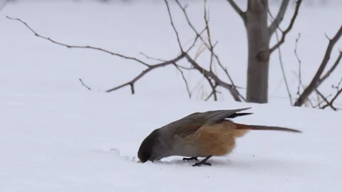 Siberian jay digs the snow. Perisoreus infaustus Stock Footage 269206449