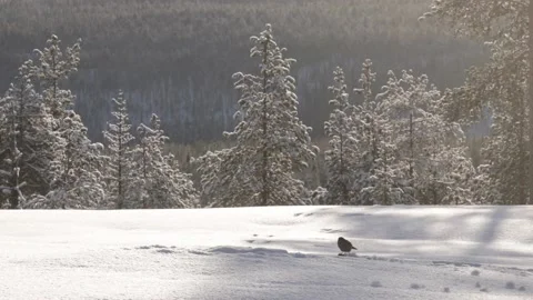 Siberian jay feeding on carcass Stock Footage 147508918