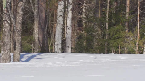 Siberian jay Stock Footage 22513148