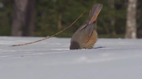 Siberian jay Stock Footage 22513411