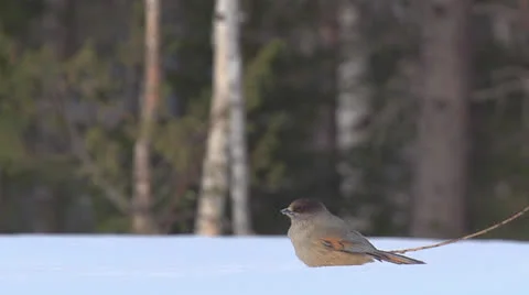 Siberian jay Stock Footage 22556031