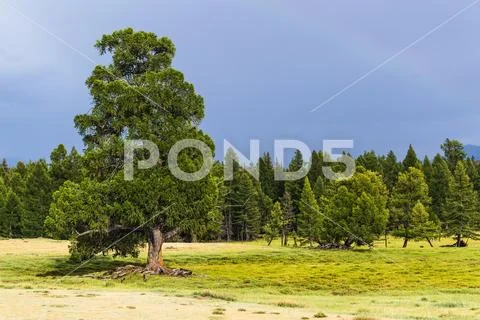Siberian larch (lat. Larix isbirica). mountain Altai Stock Photos