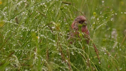 Siberian long-tailed rosefinch eats in the wet grass after the the rain Stock Footage 260894444