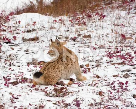Siberian Lynx Cub Kitten in the Snow 1 Stock Photos