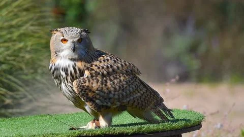 Siberian owl sitting on the wood looking Stock Photos