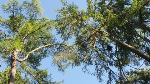 Siberian pine on the background of blue sky. Vídeo Stock 292872444