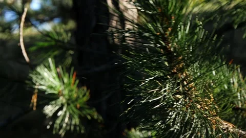 A Siberian pine branch with long soft needles sways in the wind. Stock Footage 294624998