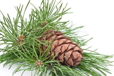 Siberian pine cone with branch Stock Photos