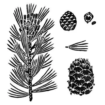 Siberian pine element for design isolated on white, branch, cones, seeds Stock Illustration