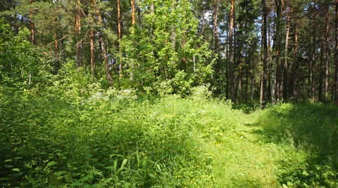 Siberian pine forest (01) pan up Stock Footage 40084122