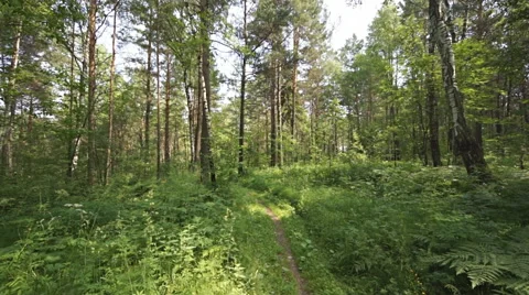 Siberian pine forest (02) pan up Stock Footage 40084159