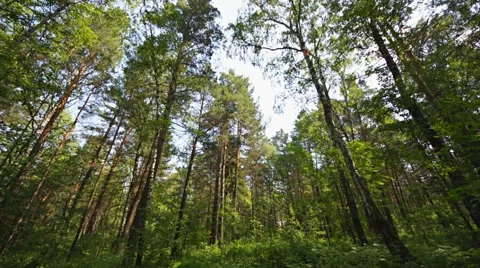 Siberian pine forest (03) static shot Stock Footage 40084183