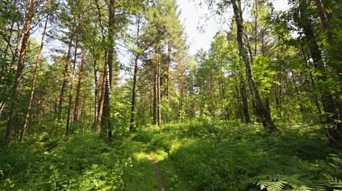 Siberian pine forest (04) static shot Stock Footage 40084631