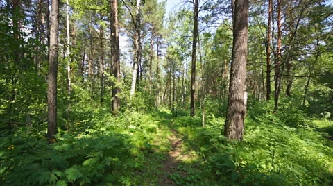 Siberian pine forest (05) pan up Stock Footage 40084805