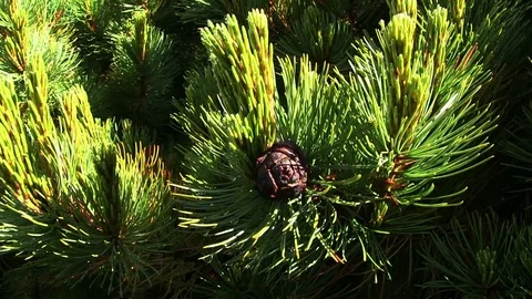 Siberian Pine (local named Cedar) 库存影片 74581670