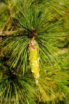 Siberian pine Foto stock