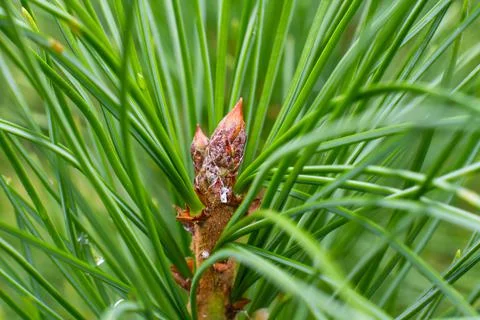 Siberian pine sprout Stock Photos