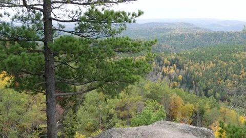 Siberian pine tree against the background of a yellowed autumn forest. Stock Footage 296827003