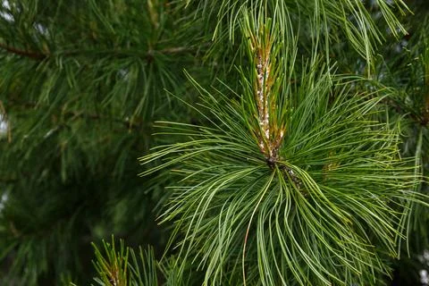 Siberian pine tree branch with green needles close-up. Stock Photos
