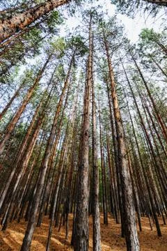 Siberian pine tree forest Stock Photos