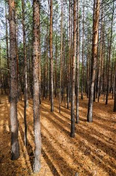 Siberian pine tree forest Foto stock