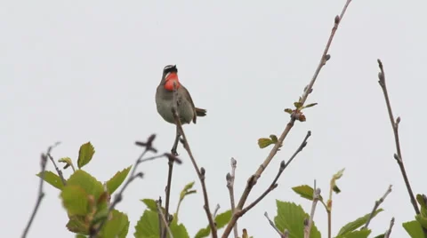 Siberian Rubythroat Stock-Footage 42677067