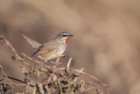 Siberian Rubythroat (Male) Stock Photos
