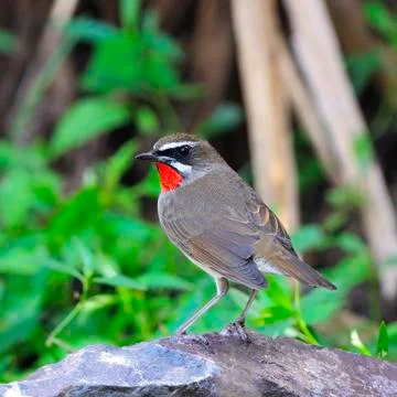 Siberian rubythroat Stock Photos