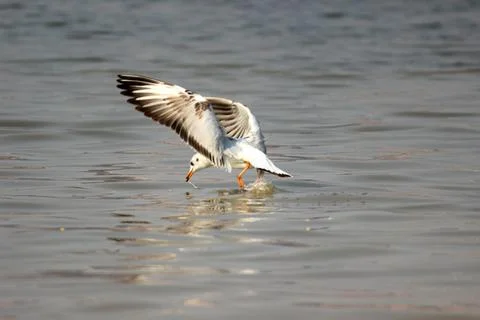 Siberian seagul bird flying over the Ganges river of Varanasi Stock Photos