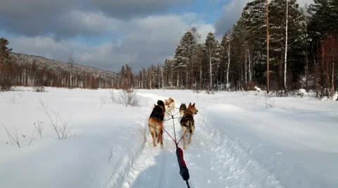 Siberian sled dogs Stock Footage 29645812
