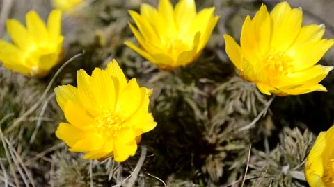 The Siberian snowdrop trembles in the wind. springtime. Stock Footage 153043609