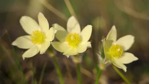 The Siberian snowdrop trembles in the wind. springtime. Video stock 196073632