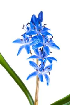 Siberian squill Stock Photos