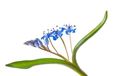 Siberian squill Stock Photos