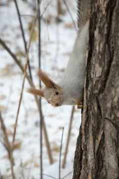Siberian squirrel comes down the trunk Stock Photos