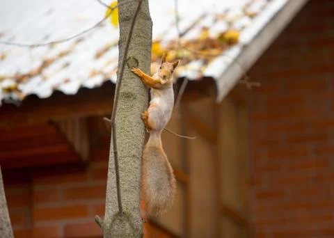 Siberian squirrel on the tree with bread in his mouth Stock Photos