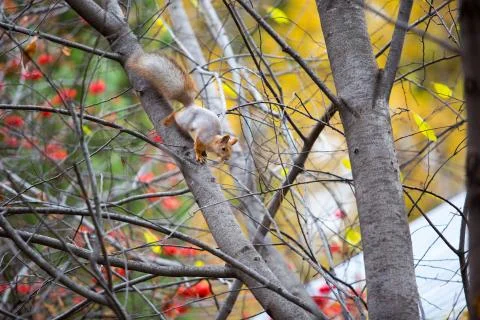 Siberian squirrel on the tree with bread in his mouth Foto stock